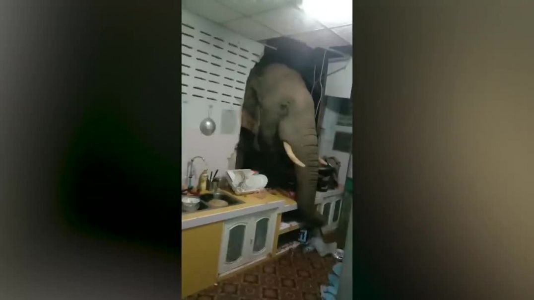 Elephant rams through kitchen wall to swipe Thai family’s food _ New York Post