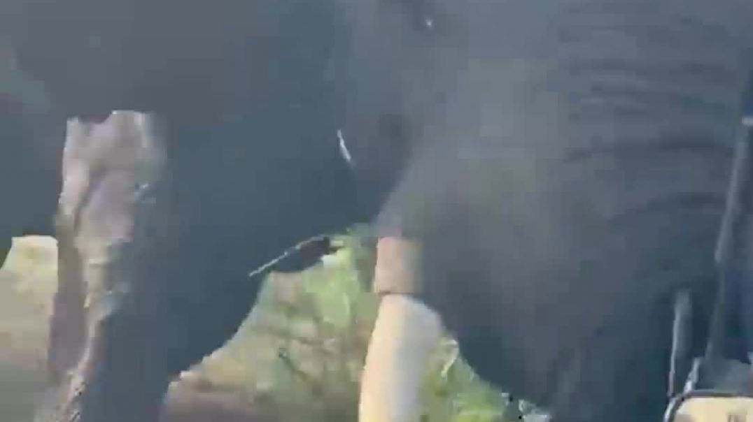 Обезумевший слон налетел на джип со студентами во время сафари