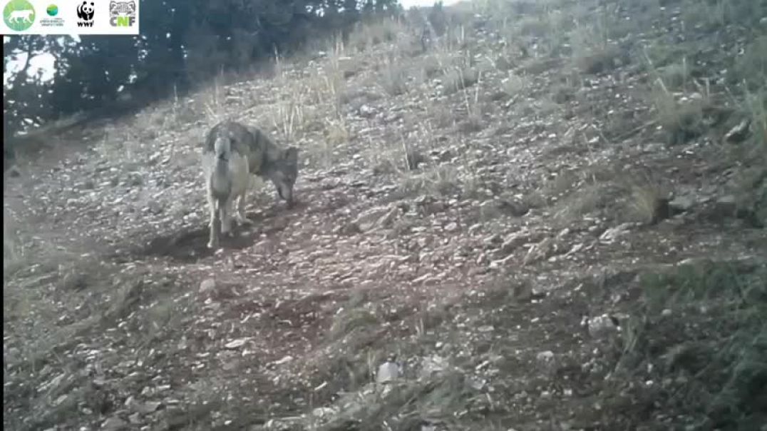 գայլուկներ