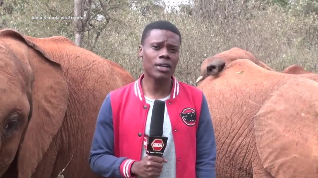 HILARIOUS! 🐘  Adorable baby elephant interrupts reporter at wildlife trust in Kenya