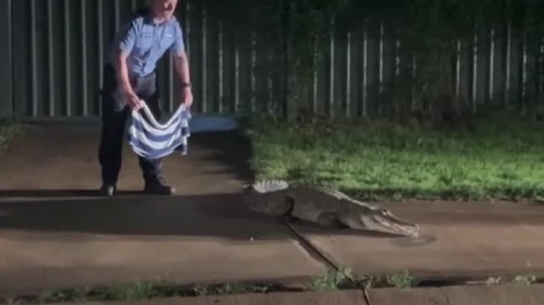 Angry croc freaks out when Aussie police try to subdue it with a towel 🐊👮_♂️🤣