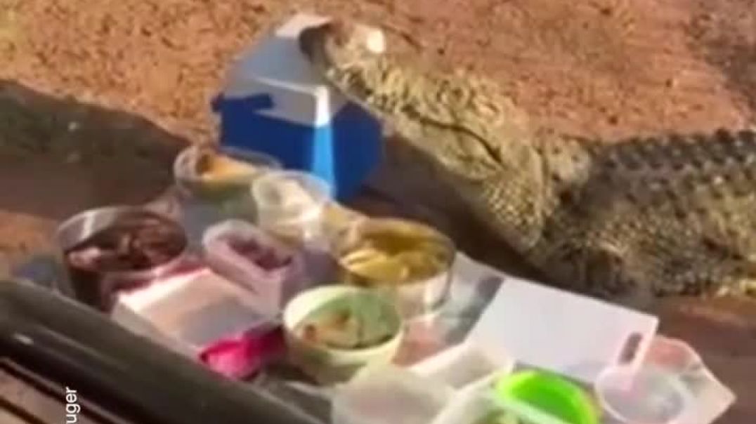 Hungry crocodile invades picnic, steals esky