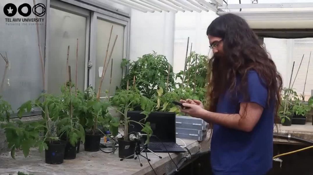 Global breakthrough_ Plants emit sounds! (online-video-cutter