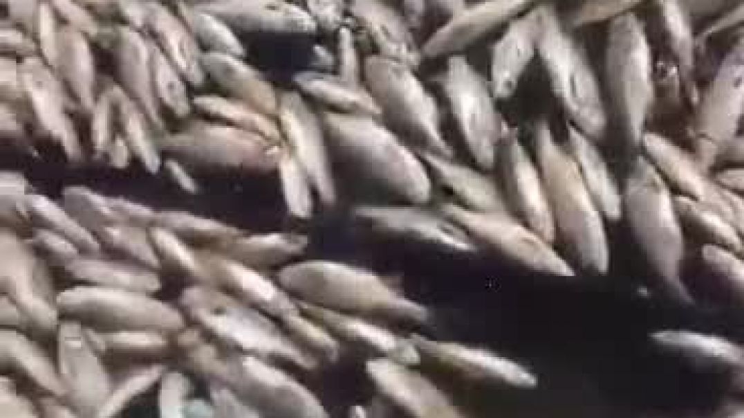 «Հազարավոր սատկած ձկներ՝ Գեղի գետում»․ բնապահպան
