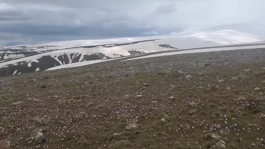 Լեռան ստորոտում ձնծաղիկներ