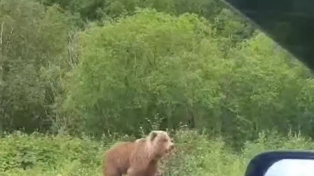 Արջ