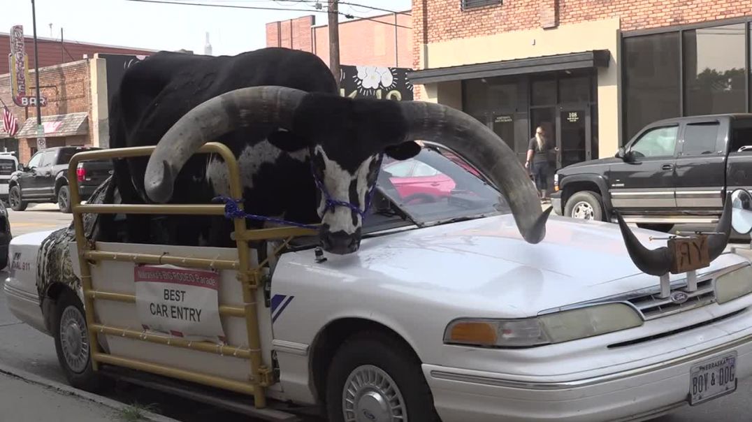 Driver pulled over for bull riding shotgun in car