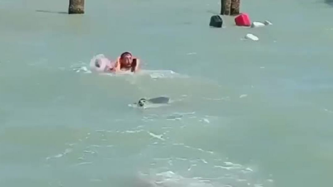 Ադրբեջանում փոկը հարձակվել է ծովում լողացող մարդկանց վրա