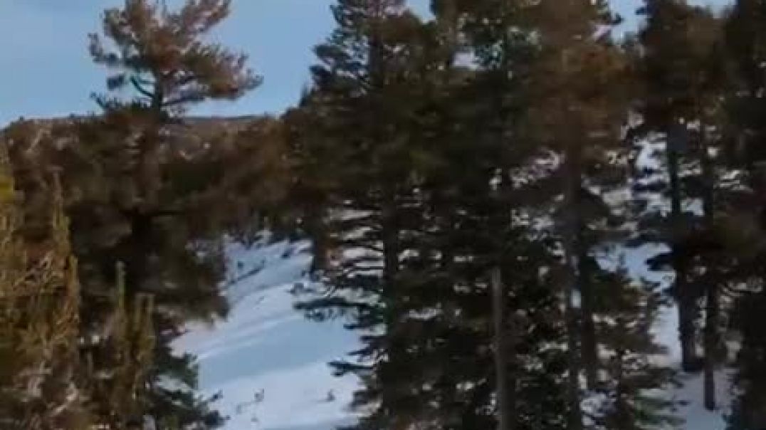 Արջ