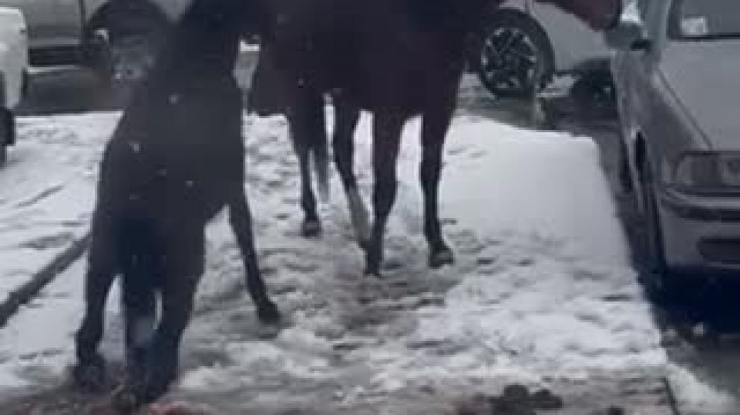 Երևանում ձին և վիրավոր քուռակը անօգնական վիճակում հայտնվել են փողոցում