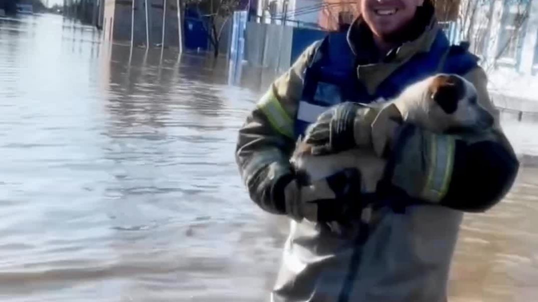 Փրկարարներն օգնում են կենդանիներին Օրսկում ջրհեղեղի ժամանակ