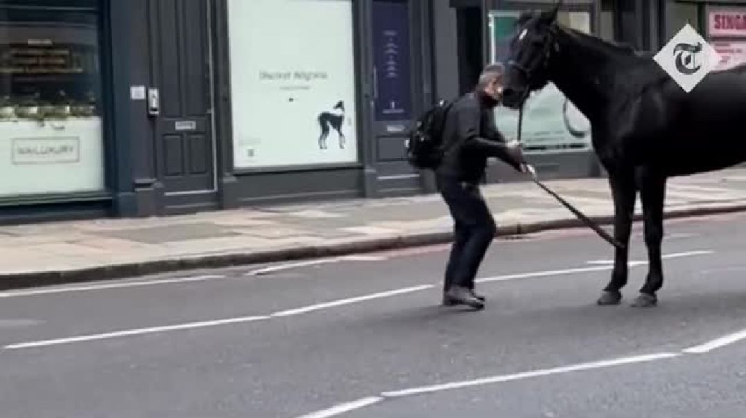 Լոնդոնում բանակի հեծելազորային գնդի ձիերը փախել են ախոռից` բախվելով մեքենաներին