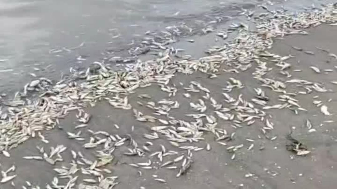 Ադրբեջանում նշել են Կասպից ծովի ափին ձկների զանգվածային սատկելու պատճառը