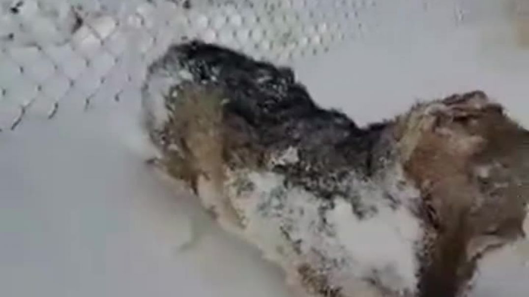 Սաստիկ սառնամանիքից հետո ողջ-ողջ սառած կենդանիների դիակներ են գտնում․ Արգենտինա