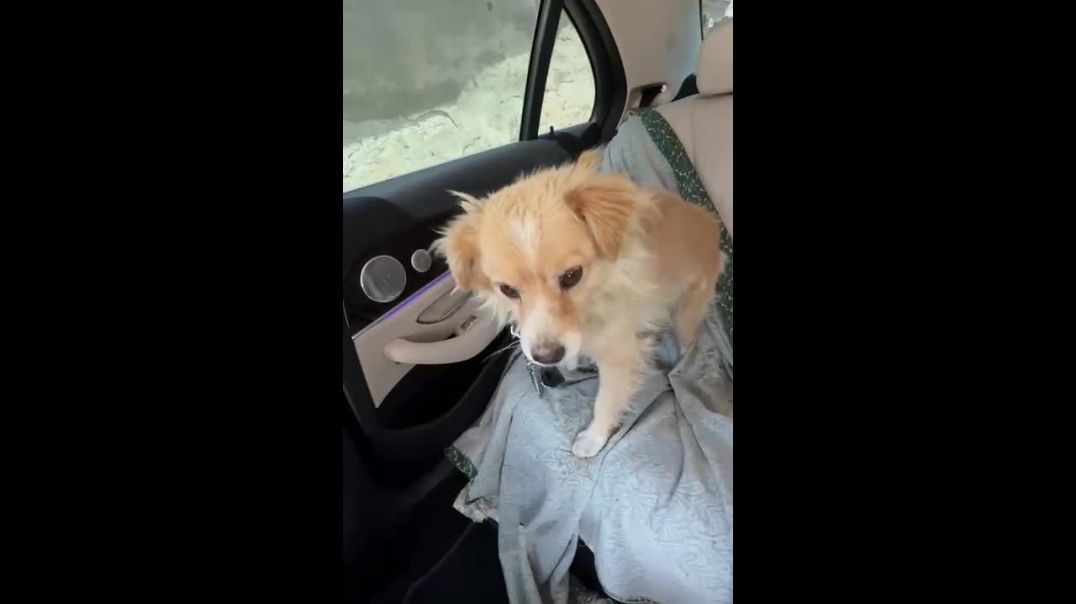 Մեքենայից շանը քարշ տված վարորդը տուգանվեց 900․000 դրամ