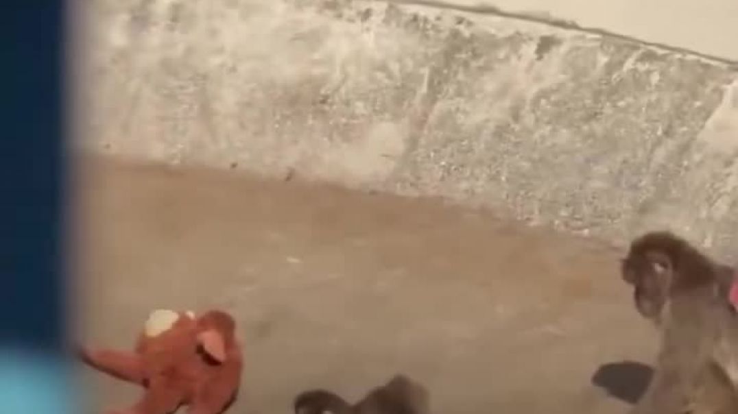 Մոր կողմից լքված մակակը՝ սոցցանցերի ուշադրության կենտրոնում