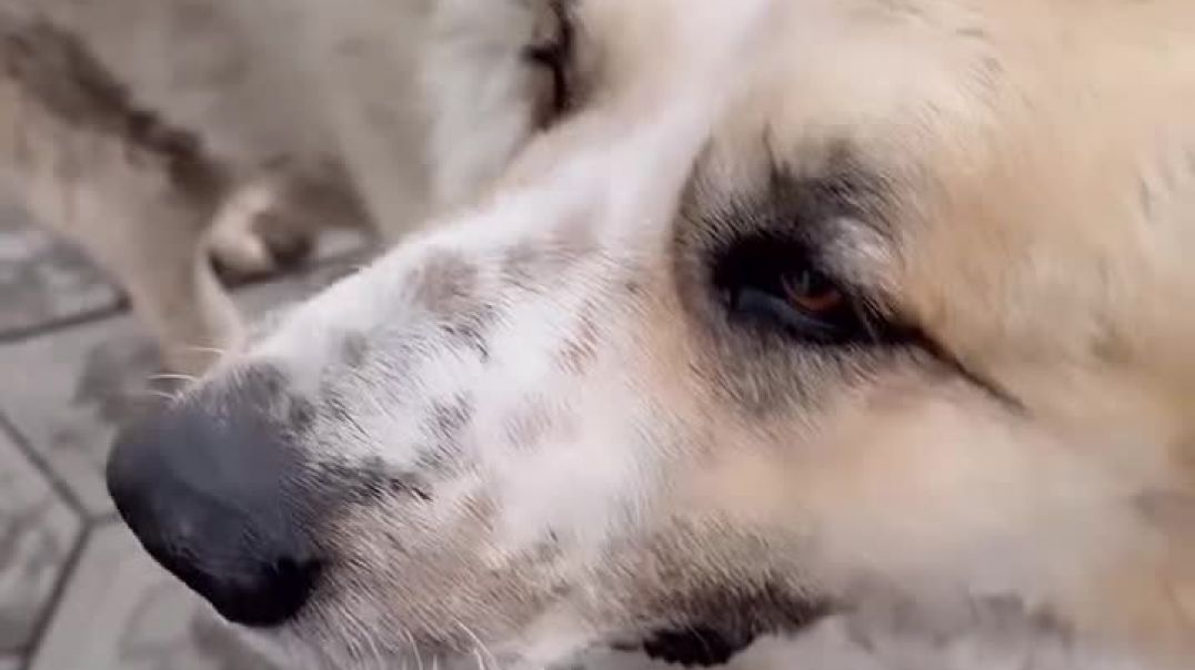 Գերդան՝ Երևանի սիրելի խորհրդանիշը մահացել է