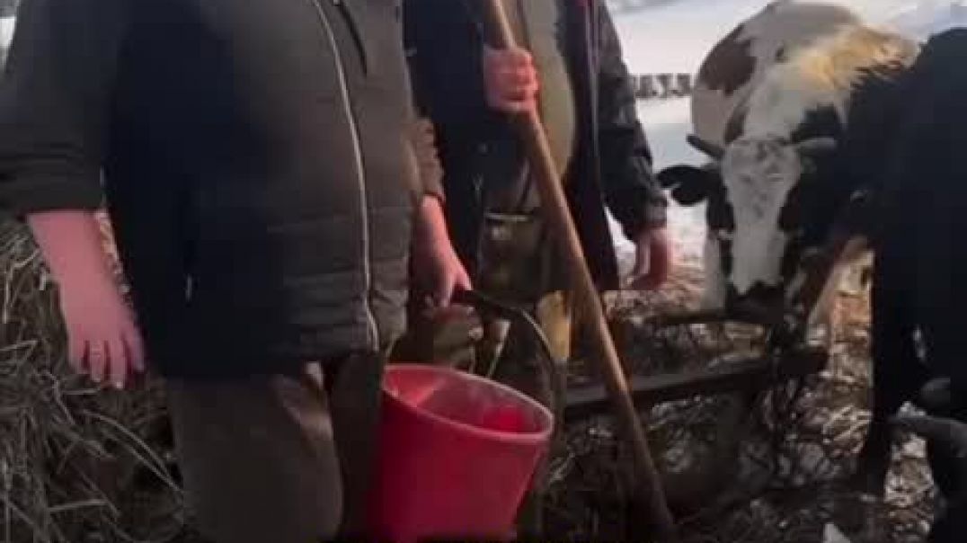 Անասունների զանգվածային սպանդ Ռուսաստանում. ֆերմերները բողոքում են