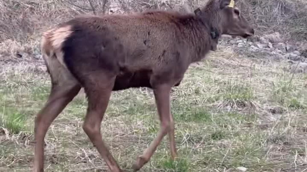 ՏԵՍԱՆՅՈՒԹ. Հայաստանում արձանագրվել է ազնվացեղ եղջերուի առաջին ձագի ծնունդը բնության մեջ