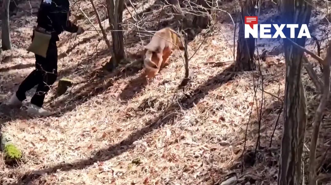 Գայլը 9 օր լարվածության մեջ է պահել մեկուկես միլիոնանոց քաղաքը